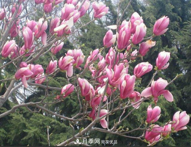 南陽(yáng)玉蘭樹(shù)苗什么季節(jié)移栽好？詳細(xì)講解(圖2)