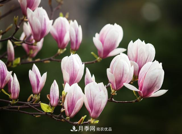 玉蘭不好養(yǎng)？避免這4個(gè)問(wèn)題，植株生長(zhǎng)旺盛，枝繁葉茂開(kāi)花多(圖1)