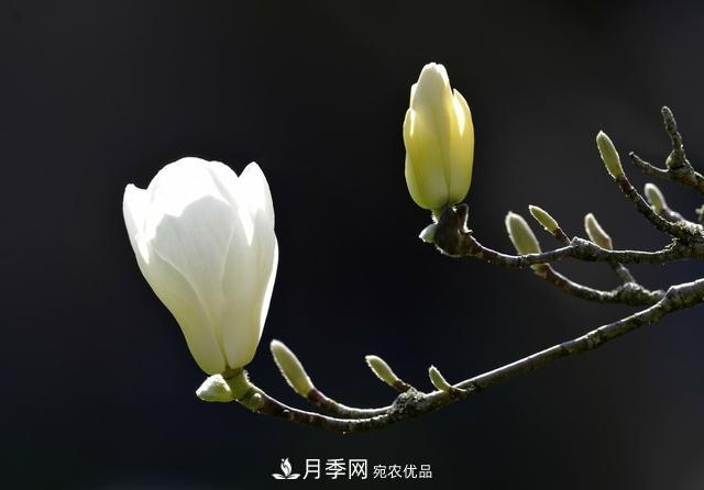 玉蘭不好養(yǎng)？避免這4個(gè)問(wèn)題，植株生長(zhǎng)旺盛，枝繁葉茂開(kāi)花多(圖4)