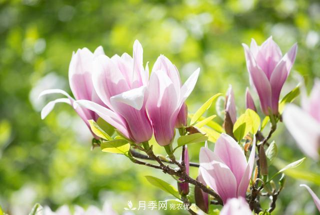 玉蘭不好養(yǎng)？避免這4個(gè)問(wèn)題，植株生長(zhǎng)旺盛，枝繁葉茂開(kāi)花多(圖3)