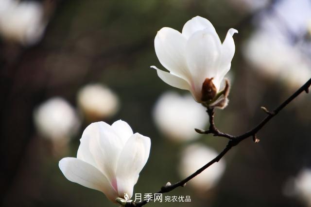 玉蘭不好養(yǎng)？避免這4個(gè)問(wèn)題，植株生長(zhǎng)旺盛，枝繁葉茂開(kāi)花多(圖5)