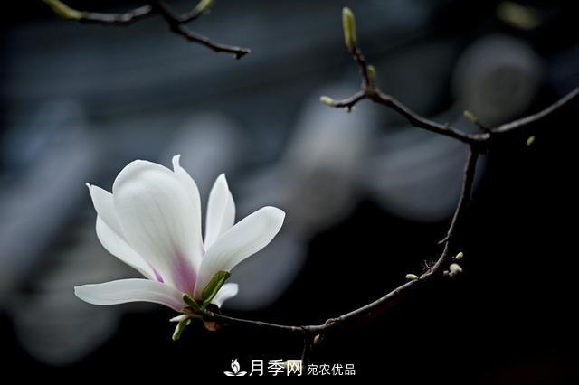 玉蘭栽培技術(shù)，所需要的注意事項是什么，看完就知道(圖4)