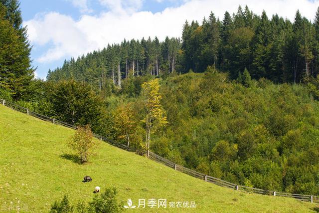 落葉松育苗造林技術(shù)，種植方法既簡(jiǎn)單又方便，高產(chǎn)又增收(圖2)