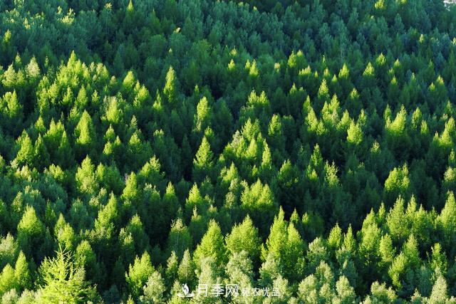 落葉松育苗造林技術(shù)，種植方法既簡(jiǎn)單又方便，高產(chǎn)又增收(圖1)