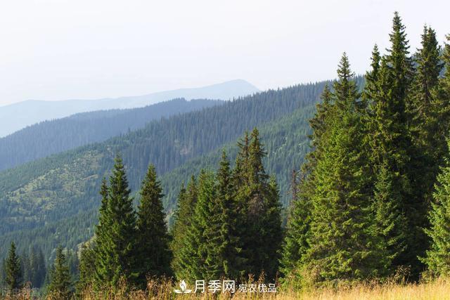 落葉松育苗造林技術(shù)，種植方法既簡(jiǎn)單又方便，高產(chǎn)又增收(圖4)