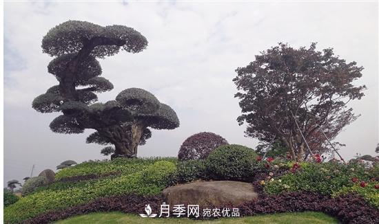 浙江金華婺城區(qū)竹馬鄉(xiāng)茶花產(chǎn)業(yè)綻放“花經(jīng)濟(jì)”(圖2)