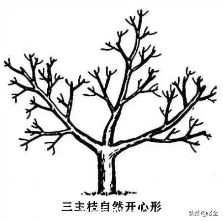 苗木的樹形怎么區(qū)分？(圖4)