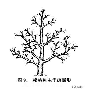 苗木的樹形怎么區(qū)分？(圖1)