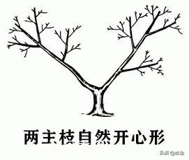 苗木的樹形怎么區(qū)分？(圖3)