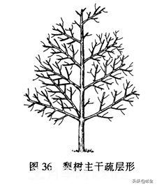 苗木的樹形怎么區(qū)分？(圖2)