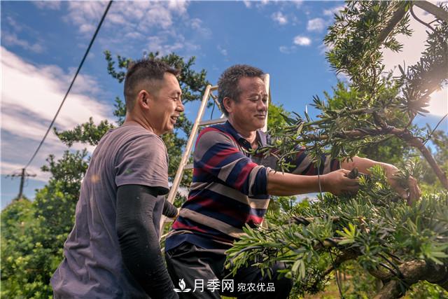 一樹一景，湖南長沙花木造型師的“雙搶”季(圖1)