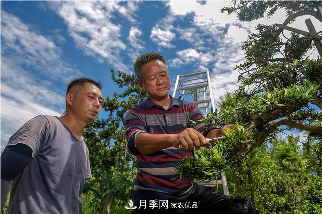 一樹一景，湖南長沙花木造型師的“雙搶”季(圖2)