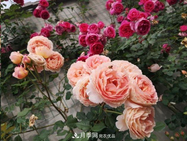 月季和薔薇有什么區(qū)別？買(mǎi)苗木前先知道4點(diǎn)，可省一大筆！(圖1)