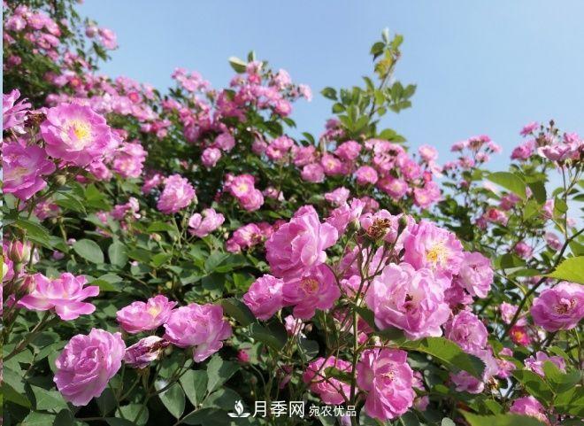 月季和薔薇有什么區(qū)別？買(mǎi)苗木前先知道4點(diǎn)，可省一大筆！(圖2)