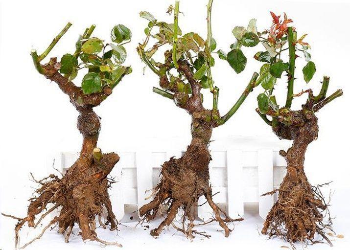 月季和薔薇有什么區(qū)別？買(mǎi)苗木前先知道4點(diǎn)，可省一大筆！(圖5)