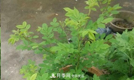 月季和薔薇有什么區(qū)別？買(mǎi)苗木前先知道4點(diǎn)，可省一大筆！(圖3)