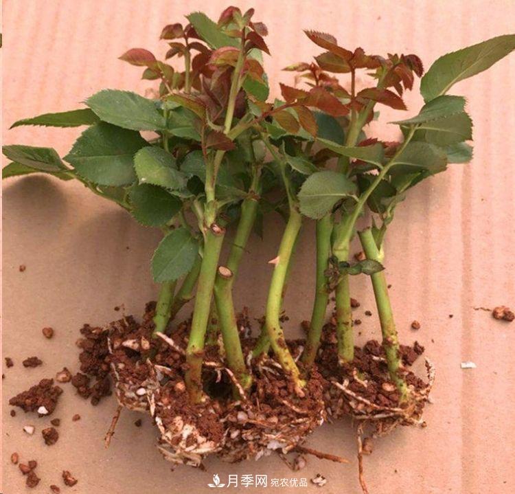 月季和薔薇有什么區(qū)別？買(mǎi)苗木前先知道4點(diǎn)，可省一大筆！(圖6)
