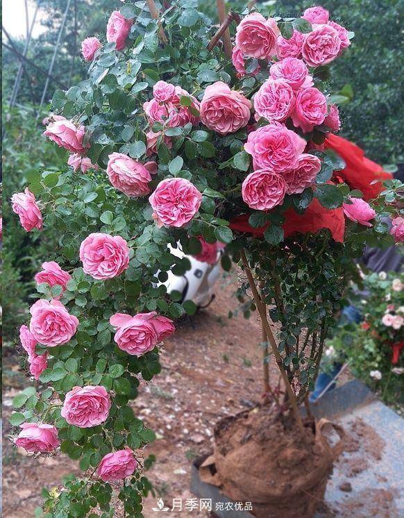 月季和薔薇有什么區(qū)別？買(mǎi)苗木前先知道4點(diǎn)，可省一大筆！(圖7)