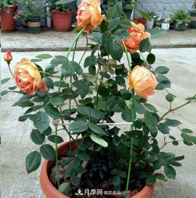 月季長的又細(xì)又長怎么辦？簡單3招解決！(圖3)