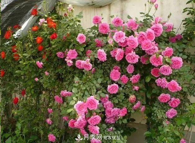 月季長的又細(xì)又長怎么辦？簡單3招解決！(圖1)