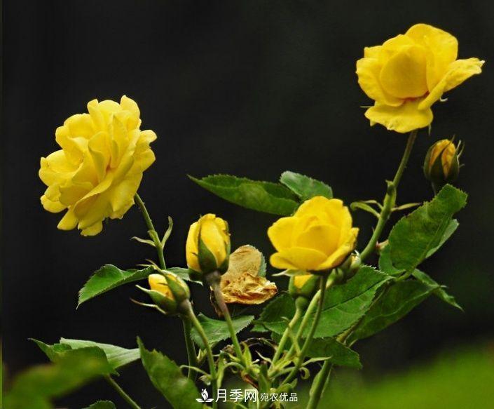 月季長的又細(xì)又長怎么辦？簡單3招解決！(圖2)