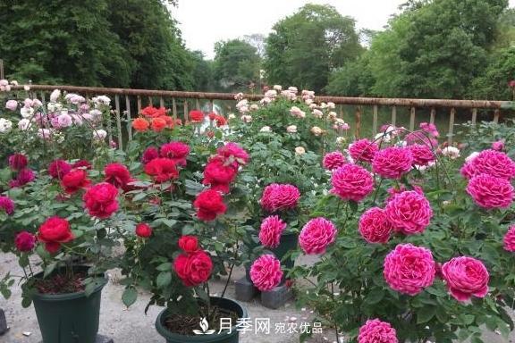 養(yǎng)月季，澆水很關鍵，學會這2個“竅門”，枝繁葉茂花滿枝！(圖3)