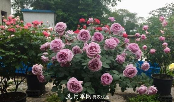 養(yǎng)月季，澆水很關鍵，學會這2個“竅門”，枝繁葉茂花滿枝！(圖2)