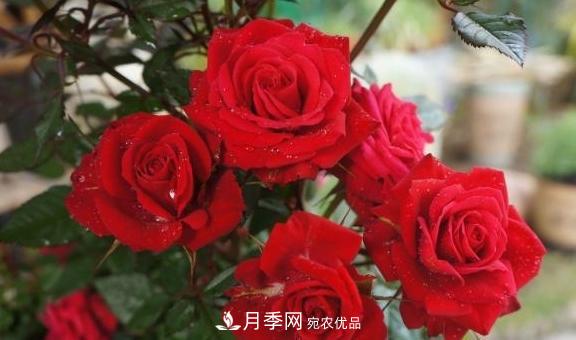 養(yǎng)月季，澆水很關鍵，學會這2個“竅門”，枝繁葉茂花滿枝！(圖1)
