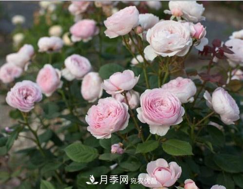 月季花長花苞后，及時(shí)給它施一種肥，不然影響正常開花(圖2)