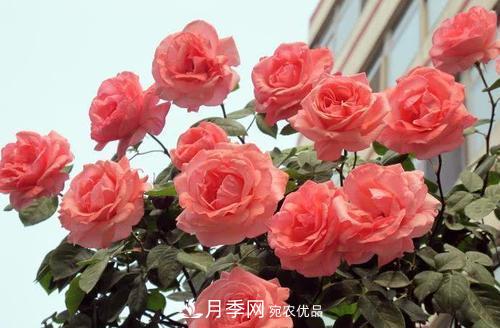月季花長花苞后，及時(shí)給它施一種肥，不然影響正常開花(圖3)