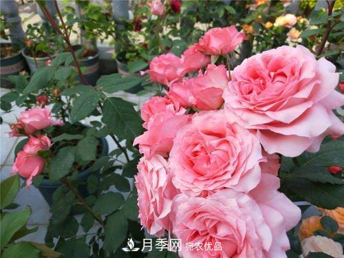 月季花長花苞后，及時(shí)給它施一種肥，不然影響正常開花(圖4)