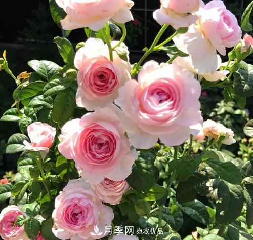夏天養(yǎng)月季花，了解掌握4個要點，秋花開爆盆(圖1)