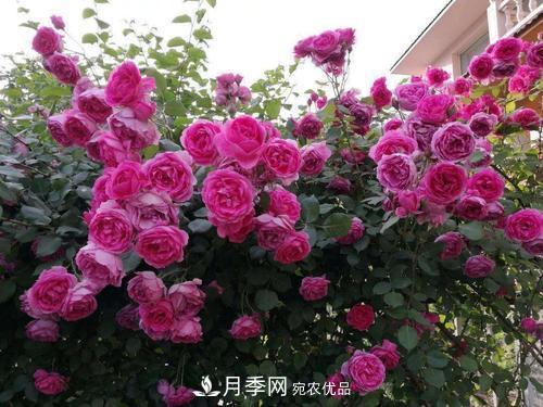 夏天養(yǎng)月季花，了解掌握4個要點，秋花開爆盆(圖4)