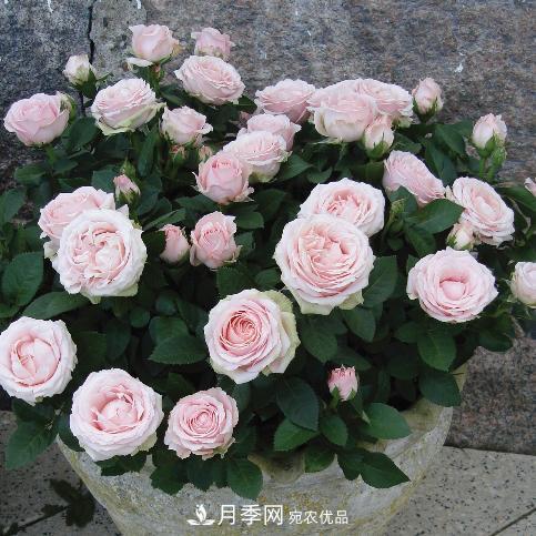 夏天養(yǎng)月季花，了解掌握4個要點，秋花開爆盆(圖2)