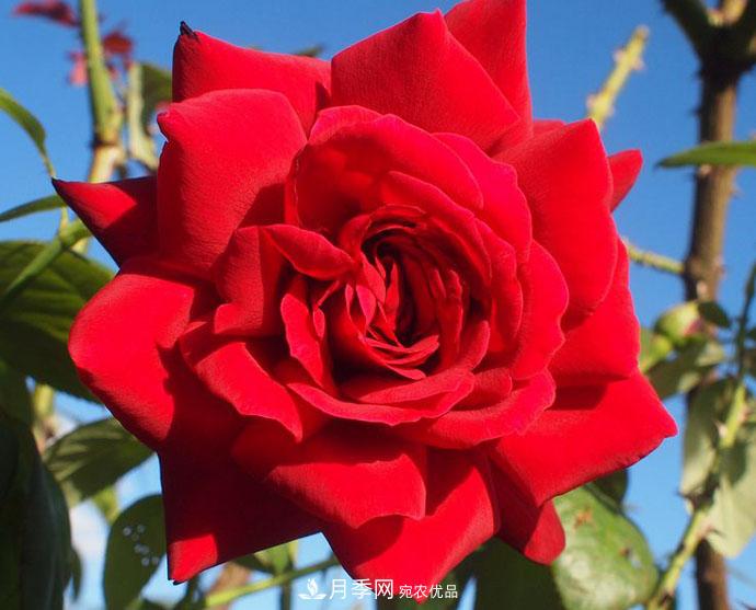 紅衣主教大花月季，花型漂亮，非常耐開(圖1)