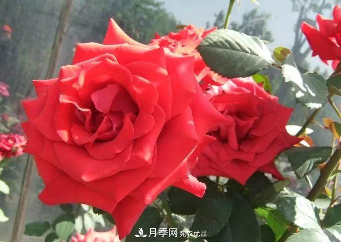 紅衣主教大花月季，花型漂亮，非常耐開(圖2)