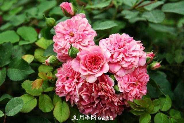 月季界的4大開花品種，養(yǎng)2種就擁有一個(gè)花園(圖5)