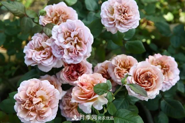10種復古色月季，氣質(zhì)炸裂！花友值得入手！(圖1)