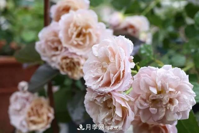 10種復古色月季，氣質(zhì)炸裂！花友值得入手！(圖3)