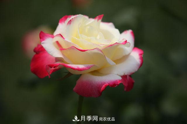 抓住這三大原則，月季修剪太簡單了！(圖1)