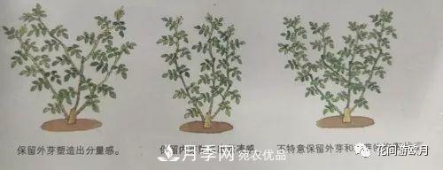 抓住這三大原則，月季修剪太簡單了！(圖3)