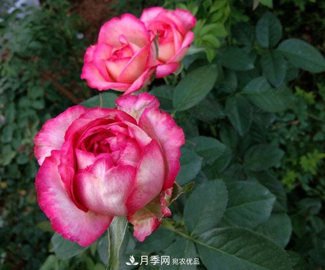盆栽月季難養(yǎng)？掌握這3點，盆栽比地栽月季還好養(yǎng)！(圖2)