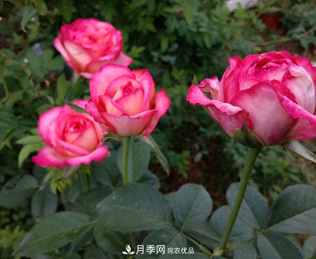盆栽月季難養(yǎng)？掌握這3點，盆栽比地栽月季還好養(yǎng)！(圖3)