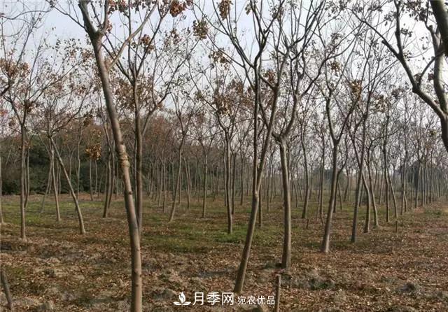 2020暢銷苗木品種排行，“老客戶積累”是苗木人成功根本(圖2)