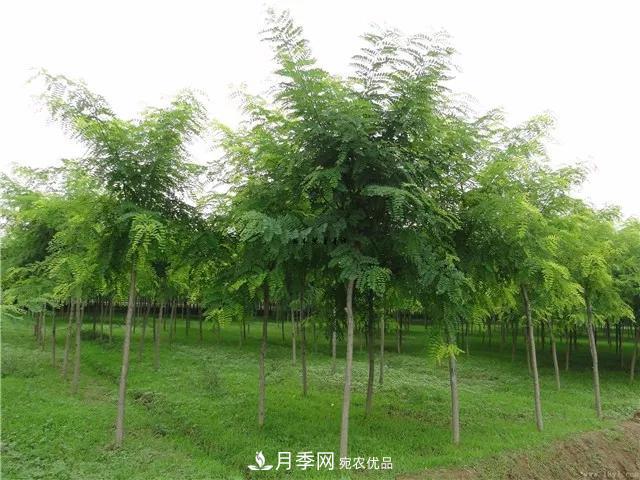2020暢銷苗木品種排行，“老客戶積累”是苗木人成功根本(圖1)