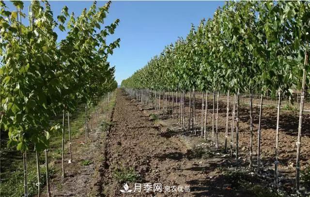 2020暢銷苗木品種排行，“老客戶積累”是苗木人成功根本(圖4)