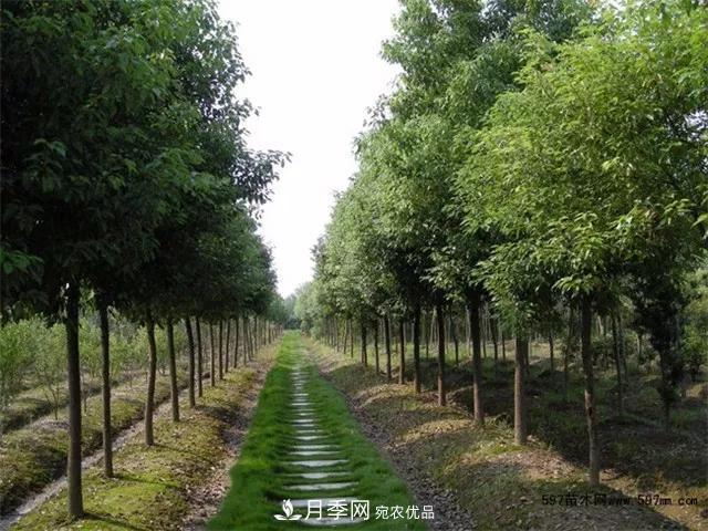 2020暢銷苗木品種排行，“老客戶積累”是苗木人成功根本(圖5)