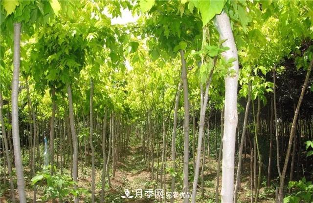 2020暢銷苗木品種排行，“老客戶積累”是苗木人成功根本(圖3)