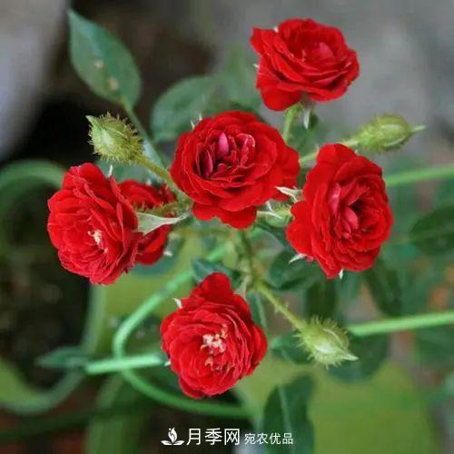 5種適合種在陽臺的月季，生病幾率小，開花有特色(圖1)