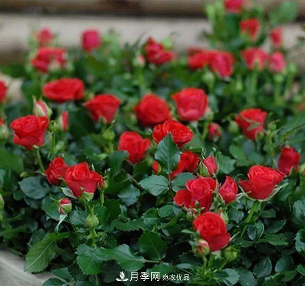 5種適合種在陽臺的月季，生病幾率小，開花有特色(圖3)